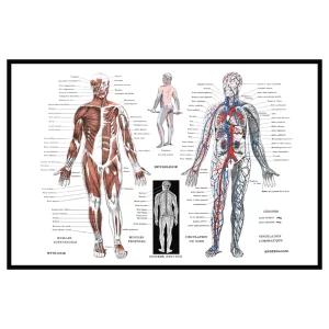 MoodMats | Human Anatomy